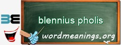 WordMeaning blackboard for blennius pholis